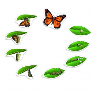 Magnetický životní cyklus motýla