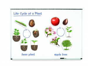 Magnetický životní cyklus rostlin